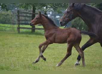 Zangersheider, Stallion, Foal (05/2024), Brown