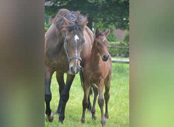 Zangersheider, Stallion, Foal (05/2024), Brown