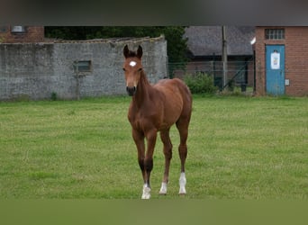 Zangersheider, Stallion, Foal (03/2026), Brown