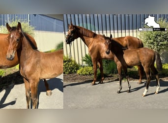 Zangersheider, Stallion, Foal (04/2026), Brown