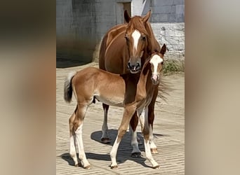 Zangersheider, Stallion, Foal (06/2025), Brown