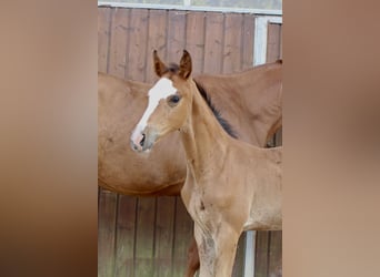 Zangersheider, Stallion, Foal (06/2025), Brown