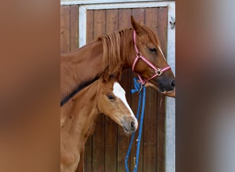 Zangersheider, Stallion, Foal (06/2025), Brown