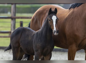 Zangersheider, Stallion, Foal (07/2025), Brown