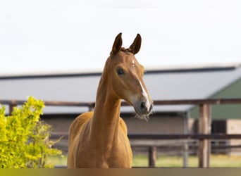 Zangersheider, Stallion, Foal (04/2025), Brown