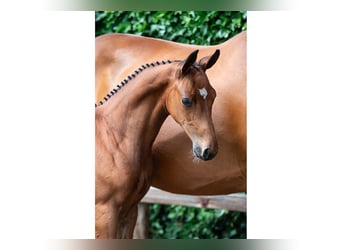Zangersheider, Stallion, Foal (06/2026), Brown