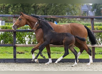 Zangersheider, Stallion, Foal (07/2025), Brown