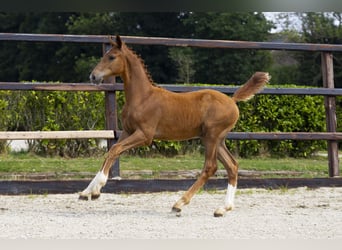 Zangersheider, Stallion, Foal (04/2025), Brown