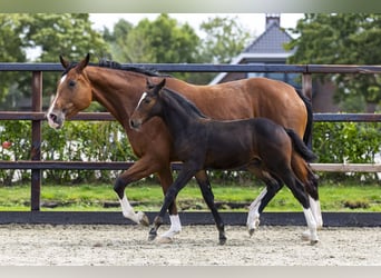 Zangersheider, Stallion, Foal (07/2025), Brown