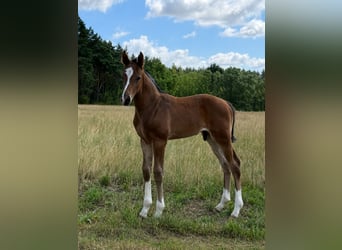 Zangersheider, Stallion, Foal (05/2026), Brown