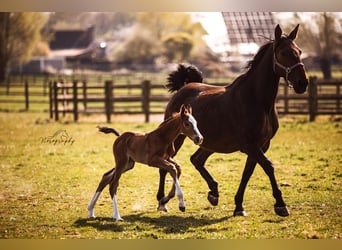 Zangersheider, Stallion, , Brown