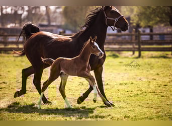 Zangersheider, Stallion, , Brown