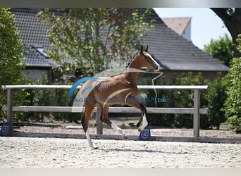Zangersheider, Stallion, Foal (05/2025), Brown