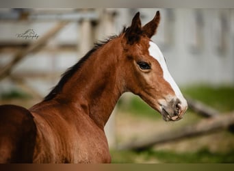 Zangersheider, Stallion, , Brown