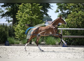 Zangersheider, Stallion, Foal (05/2025), Brown