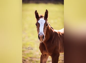 Zangersheider, Stallion, , Brown