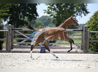 Zangersheider, Stallion, Foal (05/2025), Brown