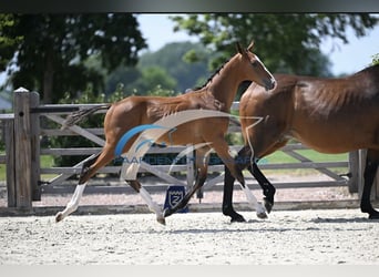 Zangersheider, Stallion, Foal (05/2025), Brown