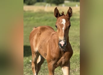 Zangersheider, Stallion, Foal (05/2025), Chestnut-Red
