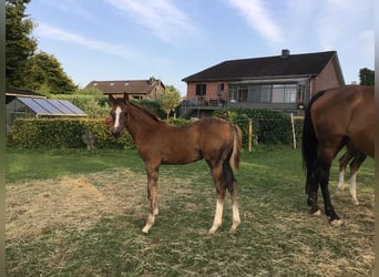 Zangersheider, Stallion, Foal (05/2025), Chestnut-Red