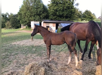 Zangersheider, Stallion, Foal (05/2025), Chestnut-Red