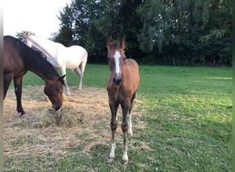 Zangersheider, Stallion, Foal (05/2025), Chestnut-Red