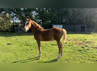 Zangersheider, Stallion, Foal (06/2024), Chestnut-Red