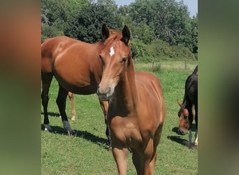 Zangersheider, Stallion, Foal (04/2025), Chestnut-Red