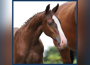 Zangersheider, Stallion, Foal (01/2024), Chestnut-Red