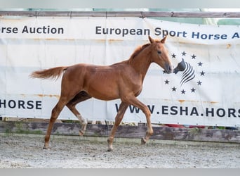 Zangersheider, Stallion, Foal (01/2024), Chestnut-Red