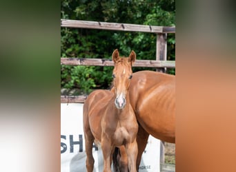 Zangersheider, Stallion, Foal (01/2024), Chestnut-Red