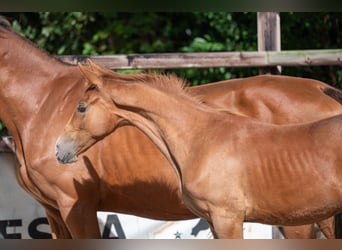 Zangersheider, Stallion, Foal (01/2024), Chestnut-Red