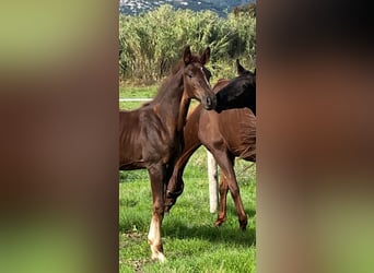 Zangersheider, Stallion, , Chestnut-Red