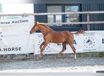 Zangersheider, Stallion, Foal (01/2024), Chestnut-Red