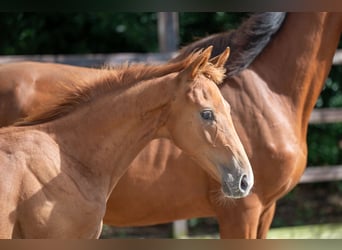 Zangersheider, Stallion, Foal (01/2024), Chestnut-Red