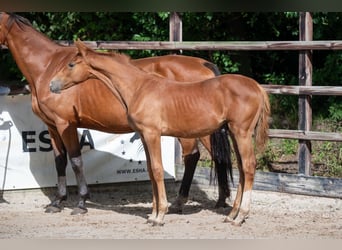 Zangersheider, Stallion, Foal (01/2024), Chestnut-Red