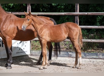 Zangersheider, Stallion, Foal (01/2024), Chestnut-Red