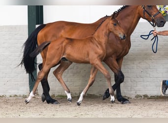 Zangersheider, Stallion, Foal (05/2026), Chestnut-Red