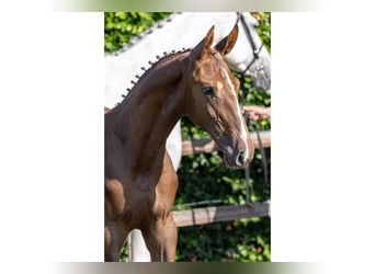 Zangersheider, Stallion, Foal (04/2026), Chestnut-Red