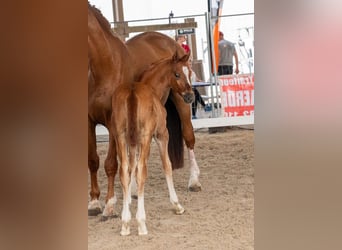 Zangersheider, Stallion, Foal (05/2026), Chestnut-Red