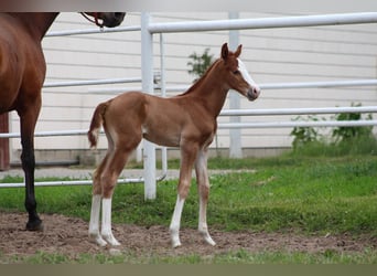 Zangersheider, Stallion, , Chestnut-Red