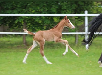 Zangersheider, Stallion, , Chestnut-Red