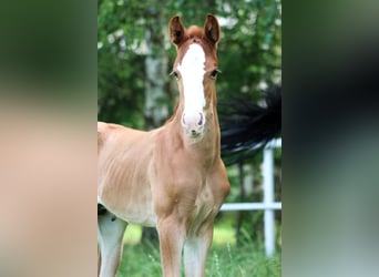 Zangersheider, Stallion, , Chestnut-Red