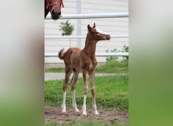 Zangersheider, Stallion, , Chestnut-Red