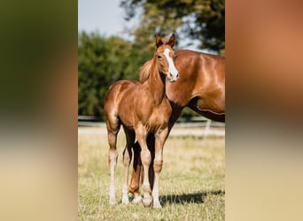 Zangersheider, Stallion, Foal (06/2024), Chestnut-Red