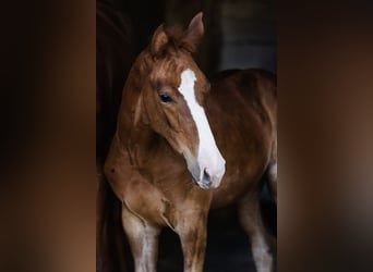 Zangersheider, Stallion, Foal (06/2024), Chestnut-Red