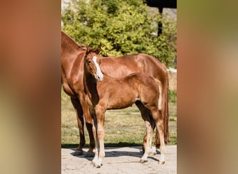 Zangersheider, Stallion, Foal (06/2024), Chestnut-Red