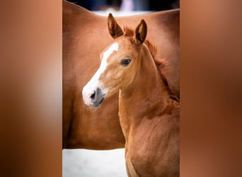 Zangersheider, Stallion, Foal (06/2024), Chestnut-Red