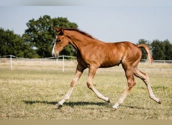 Zangersheider, Stallion, Foal (06/2024), Chestnut-Red