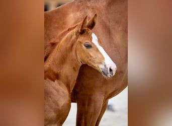 Zangersheider, Stallion, Foal (06/2024), Chestnut-Red